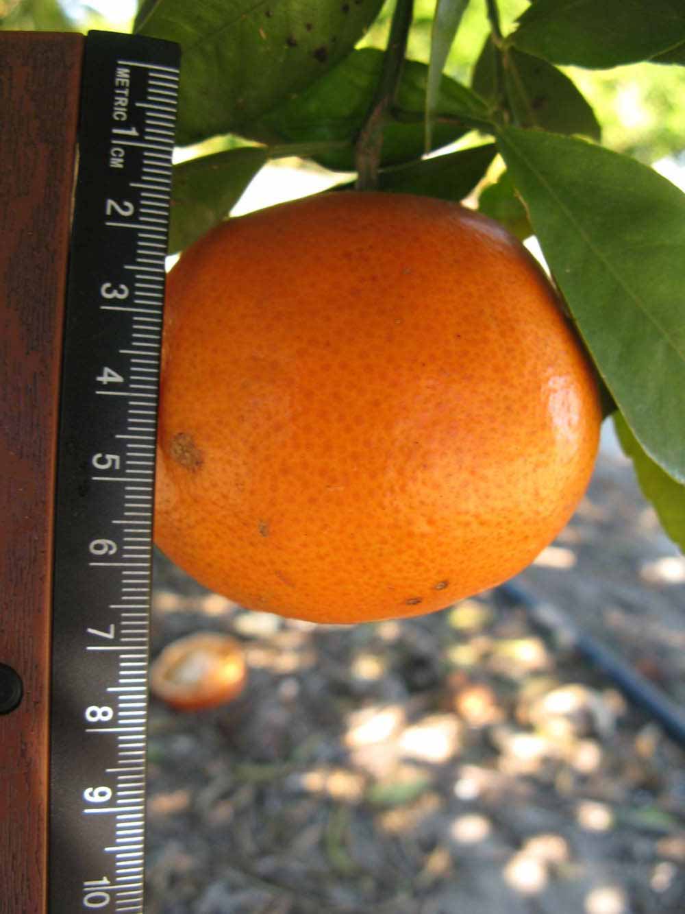              Fruit (Winter Haven, FL)       